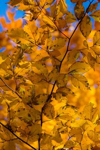 Preview wallpaper branch, leaves, autumn, yellow, dry