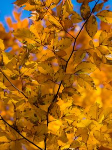 Preview wallpaper branch, leaves, autumn, yellow, dry