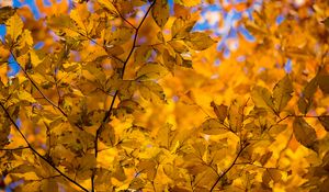 Preview wallpaper branch, leaves, autumn, yellow, dry