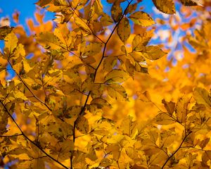 Preview wallpaper branch, leaves, autumn, yellow, dry