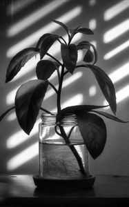 Preview wallpaper branch, leaves, bank, shadows, light, black and white
