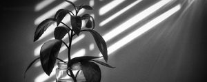 Preview wallpaper branch, leaves, bank, shadows, light, black and white