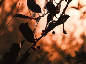 Preview wallpaper branch, leaves, berries, nature, dark, bokeh, blur