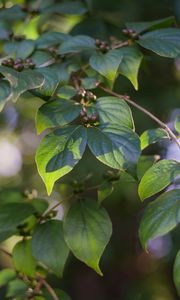 Preview wallpaper branch, leaves, berries, plant, green