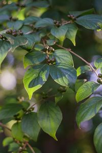 Preview wallpaper branch, leaves, berries, plant, green