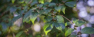 Preview wallpaper branch, leaves, berries, plant, green