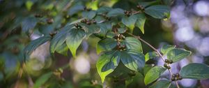 Preview wallpaper branch, leaves, berries, plant, green