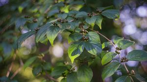 Preview wallpaper branch, leaves, berries, plant, green