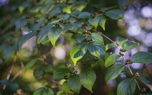 Preview wallpaper branch, leaves, berries, plant, green