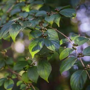 Preview wallpaper branch, leaves, berries, plant, green