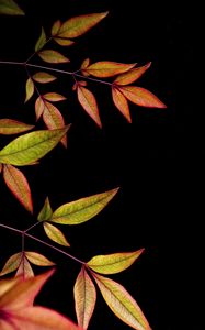 Preview wallpaper branch, leaves, black background