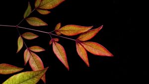 Preview wallpaper branch, leaves, black background