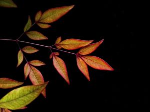 Preview wallpaper branch, leaves, black background