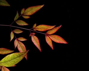 Preview wallpaper branch, leaves, black background