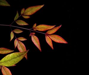 Preview wallpaper branch, leaves, black background