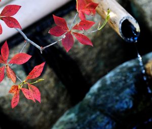 Preview wallpaper branch, leaves, blur, stones