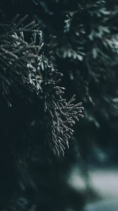 Preview wallpaper branch, leaves, blur, macro