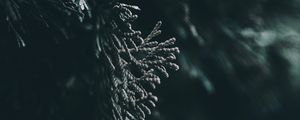 Preview wallpaper branch, leaves, blur, macro
