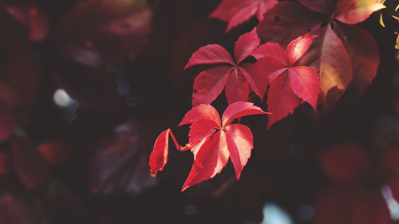 Wallpaper branch, leaves, blur, plant