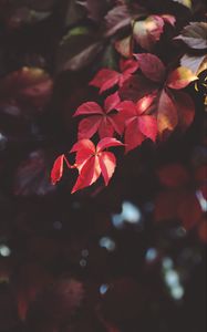 Preview wallpaper branch, leaves, blur, plant