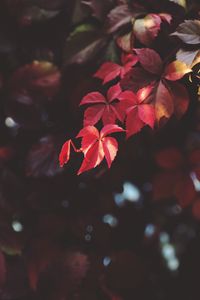 Preview wallpaper branch, leaves, blur, plant