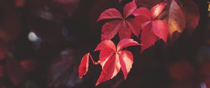 Preview wallpaper branch, leaves, blur, plant