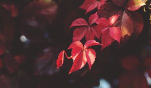 Preview wallpaper branch, leaves, blur, plant