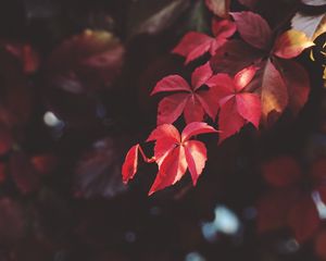 Preview wallpaper branch, leaves, blur, plant