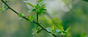 Preview wallpaper branch, leaves, blur, macro, spring