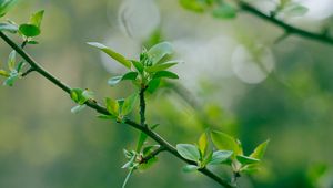 Preview wallpaper branch, leaves, blur, macro, spring