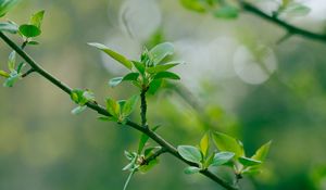 Preview wallpaper branch, leaves, blur, macro, spring