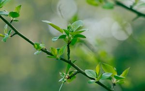 Preview wallpaper branch, leaves, blur, macro, spring