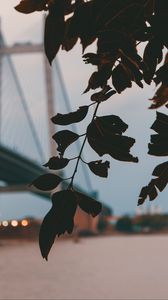 Preview wallpaper branch, leaves, bridge, blur, twilight