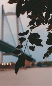 Preview wallpaper branch, leaves, bridge, blur, twilight