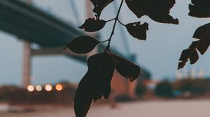 Preview wallpaper branch, leaves, bridge, blur, twilight