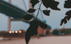 Preview wallpaper branch, leaves, bridge, blur, twilight