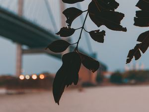 Preview wallpaper branch, leaves, bridge, blur, twilight