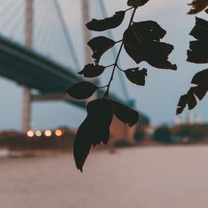 Preview wallpaper branch, leaves, bridge, blur, twilight