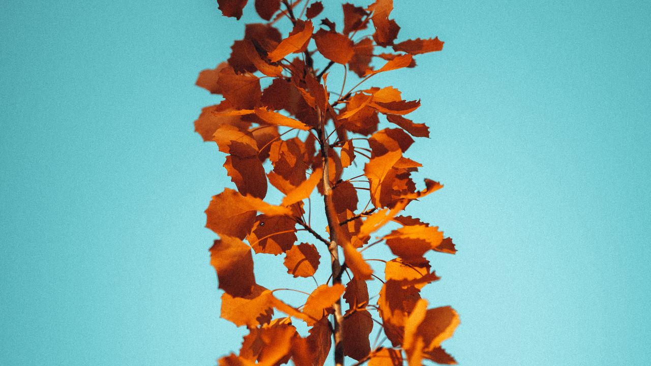 Wallpaper branch, leaves, brown, macro