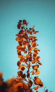 Preview wallpaper branch, leaves, brown, macro