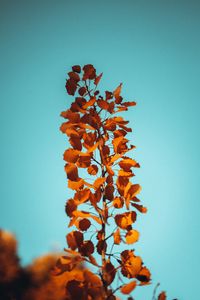 Preview wallpaper branch, leaves, brown, macro