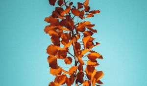 Preview wallpaper branch, leaves, brown, macro