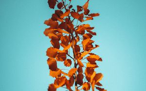 Preview wallpaper branch, leaves, brown, macro