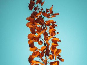 Preview wallpaper branch, leaves, brown, macro