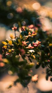 Preview wallpaper branch, leaves, buds, macro, closeup