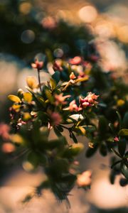 Preview wallpaper branch, leaves, buds, macro, closeup