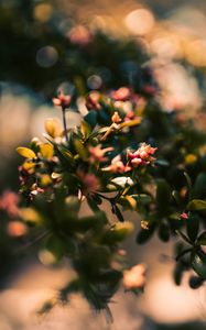 Preview wallpaper branch, leaves, buds, macro, closeup