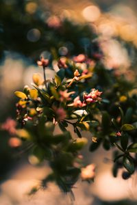 Preview wallpaper branch, leaves, buds, macro, closeup