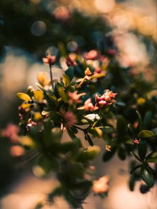 Preview wallpaper branch, leaves, buds, macro, closeup