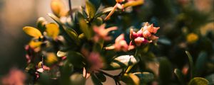 Preview wallpaper branch, leaves, buds, macro, closeup